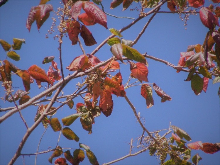 Fall Leaves 2017
