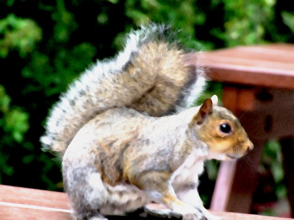squirrel
