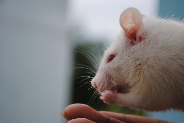 Ratatouille