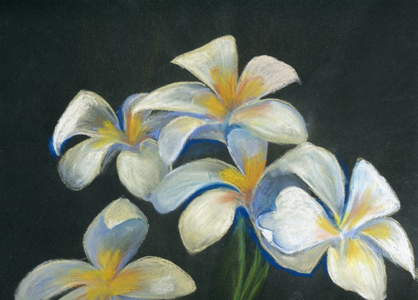 White Frangipani Flowers