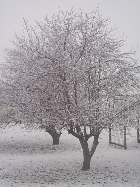 Sacred Apple Trees