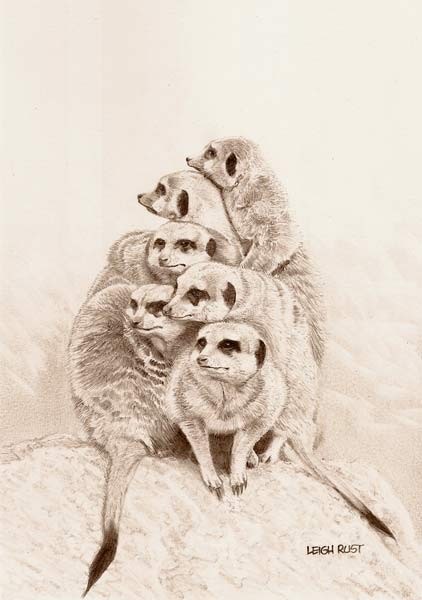 Smile! - A meerkat family portrait