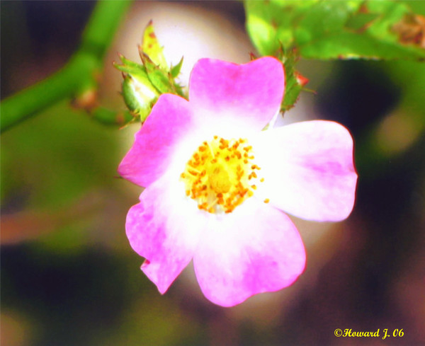 Delicate