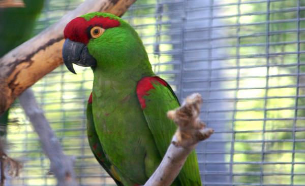 Polly