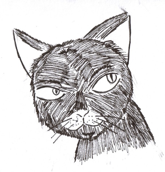 cat