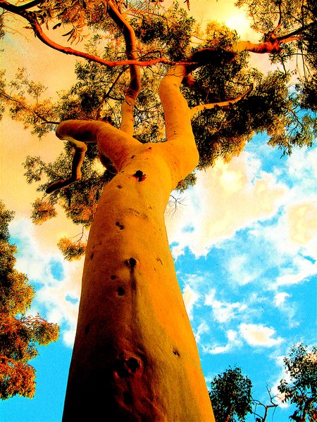 Woman Reaching Skyward
