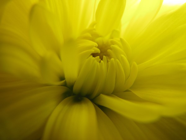 Yum Yum Yellow