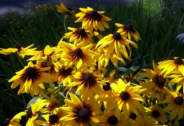 Black-Eyed Susan