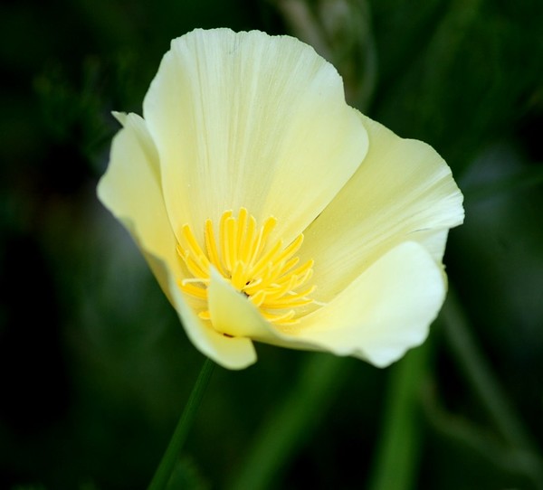 Poppy Dream