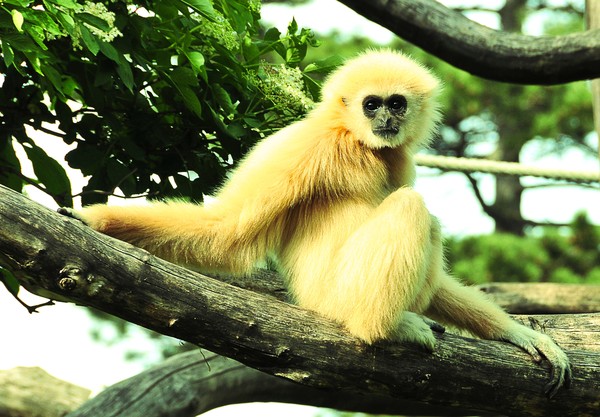 Gibbon