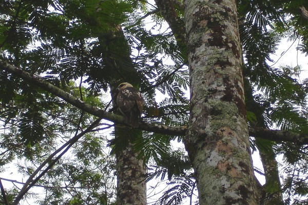 Baby I'o (Hawaiian Hawk)