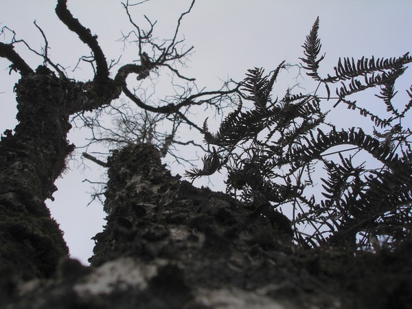 Tree Trunk Detail