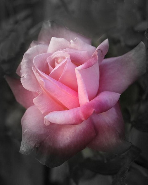 Mystical Rose