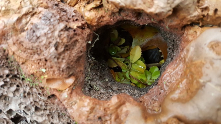 Life Begins in the Strangest Places