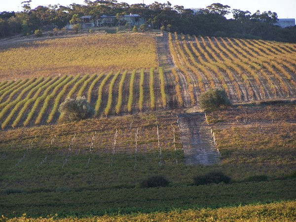 Autum vineyards in McLaren Vale.