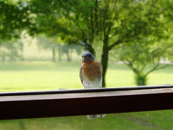 Bluebird in my window