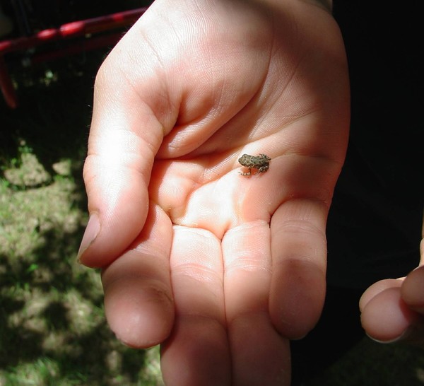 Tiny Toad