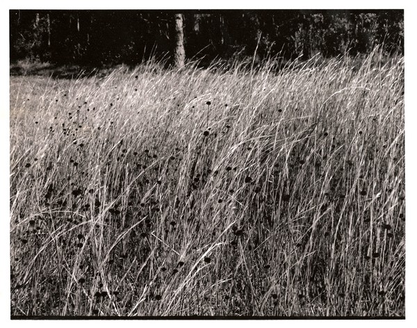 Lost in the feild