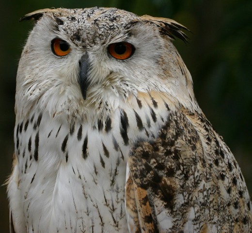 White Owls