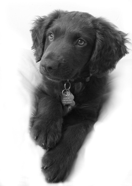 Puppy Pose