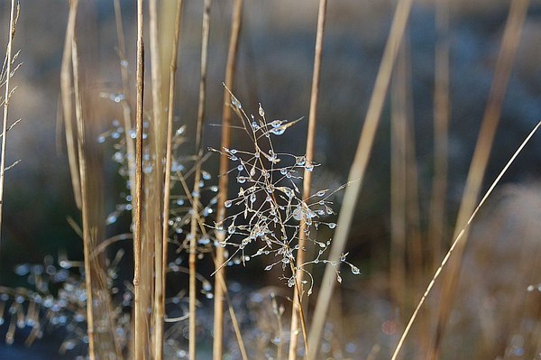 droplets