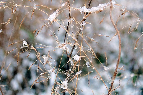 jewelled grass