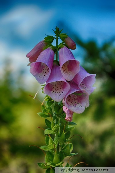 Bells