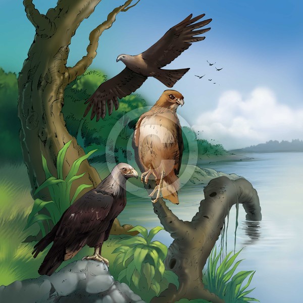 Eagles