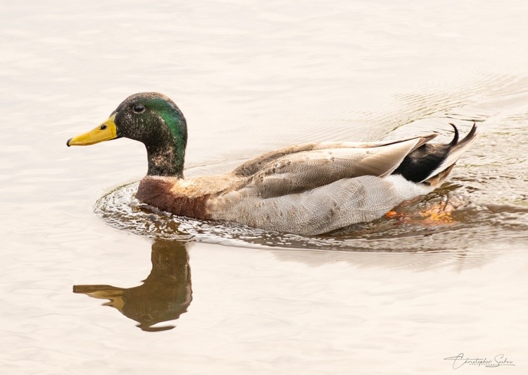 Just a duck