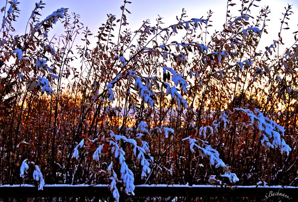  Christmas Snow !