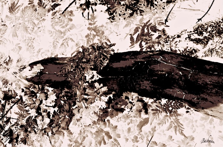 Old piece of wood.