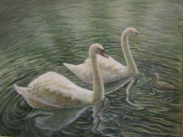 Swan Serenity