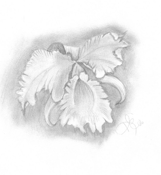 orchid