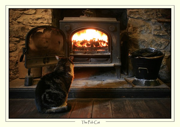 The Pub cat