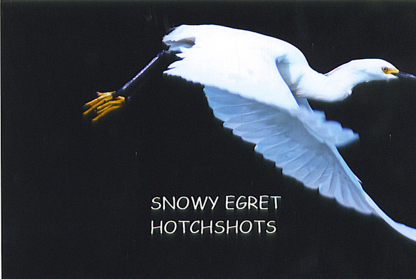 FLYING SNOWY EGRET