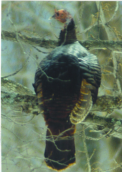WILD TURKEY 