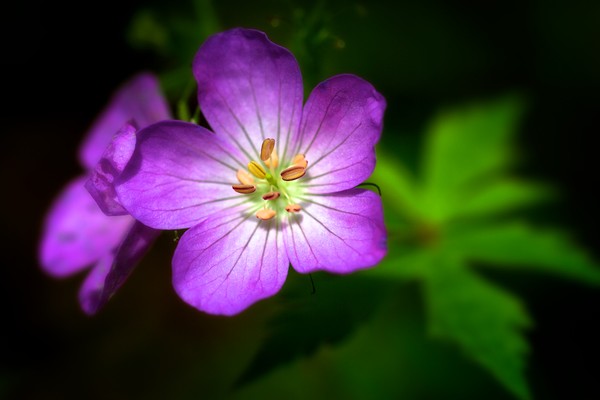 Wild Geranium