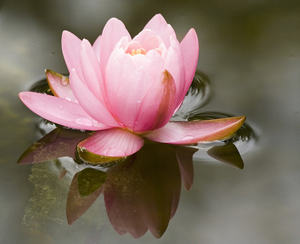 Reflections Of Love