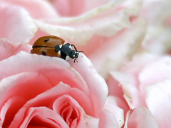 Rose Guardian