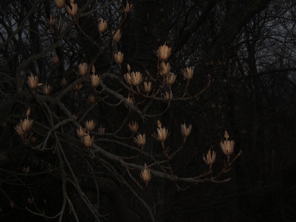 Autumn's Remnants