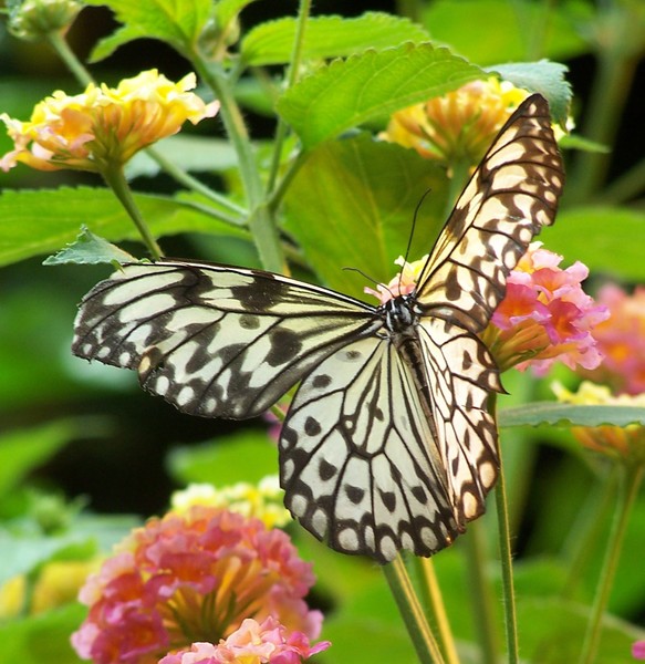 Jane's Butterfly