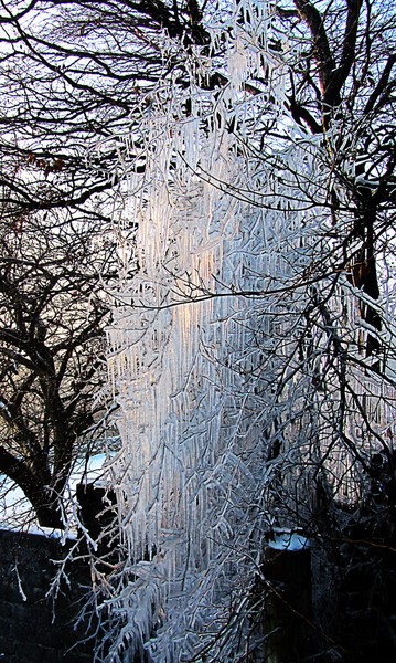 Frozen tree