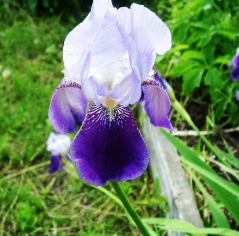 Purple Iris