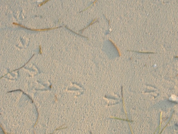 tracks