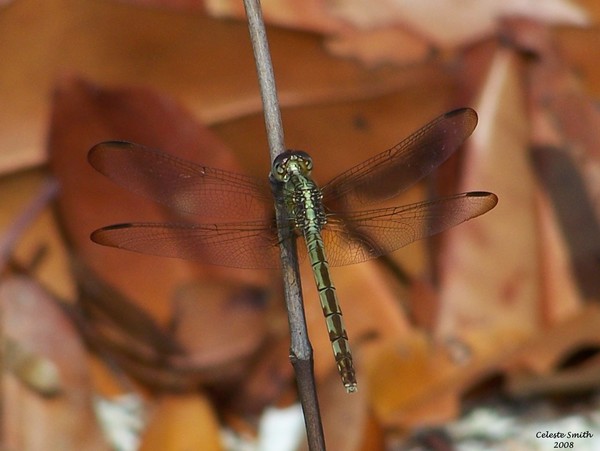 Dragonfly