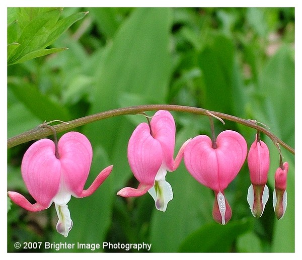 Bleeding Heart