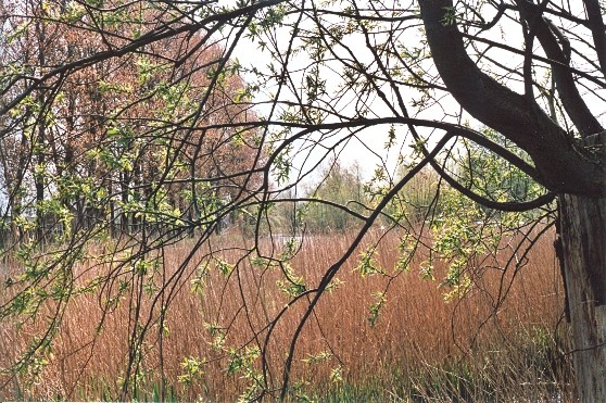 Dutch Springlandscape 2