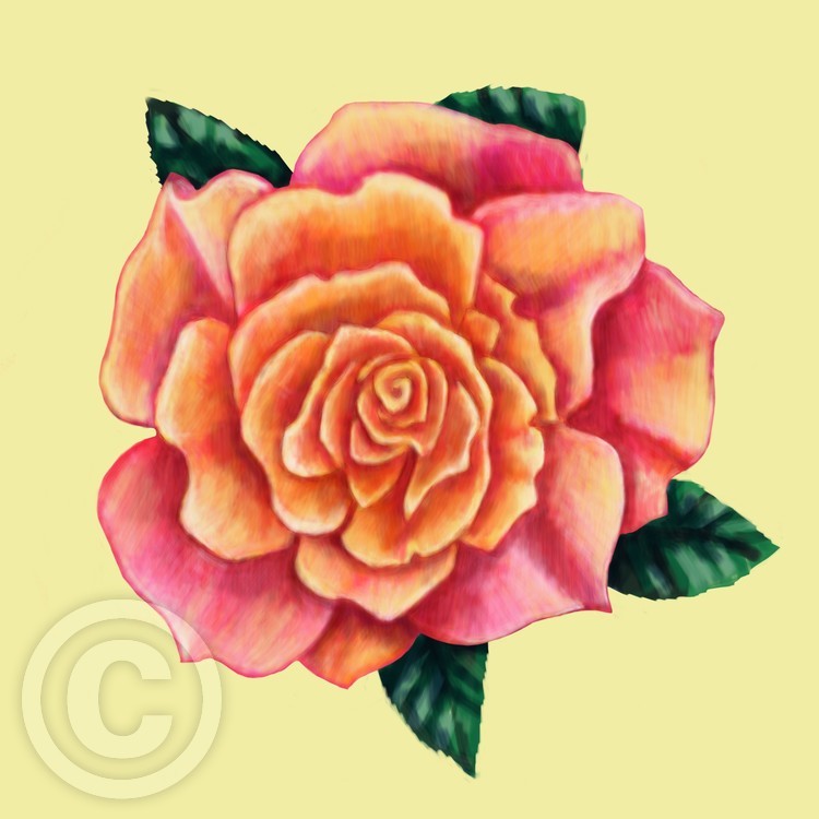 rose on yellow