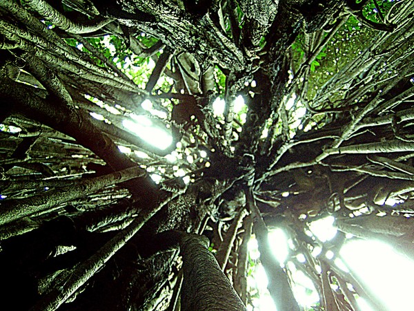 In the fig
