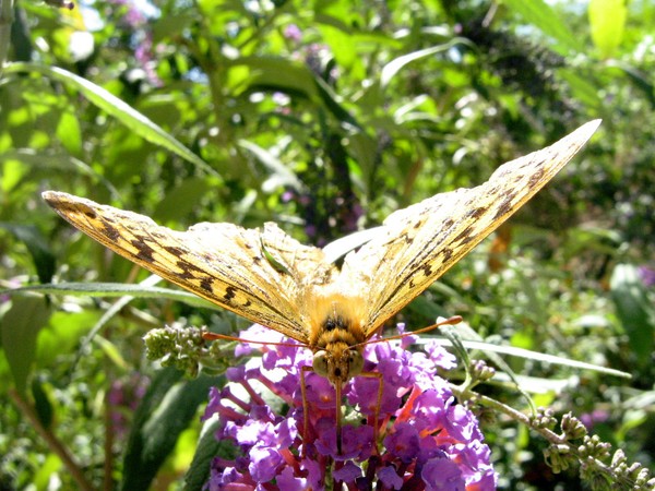 butterfly